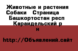 Животные и растения Собаки - Страница 10 . Башкортостан респ.,Караидельский р-н